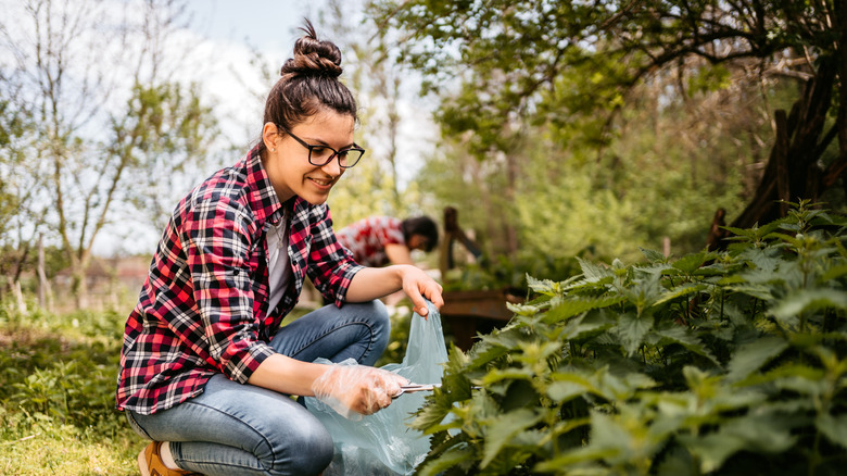 young woman harvesting nettles with scissors and gloves
