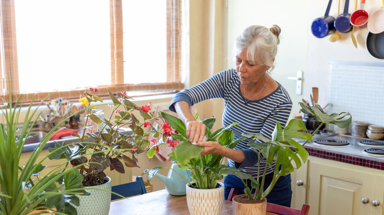 Senior woman watering her plants on kitchen counter
