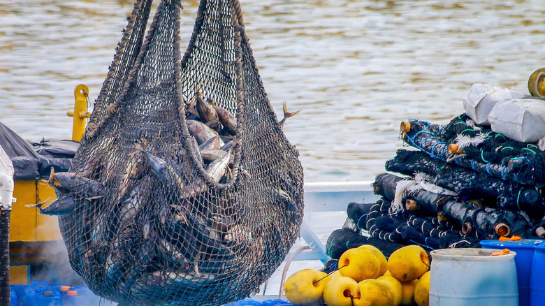 Tuna hauled up on fishing boat