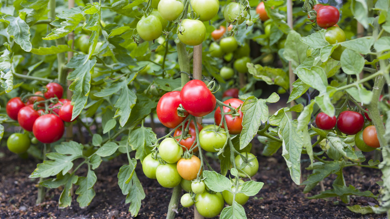 This Is The Hands-Down Best Time To Plant Tomatoes If You Want A Fruitful Harvest This Summer