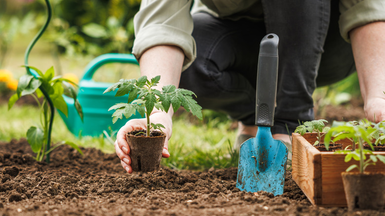 A person's hand is seen placing a seedling in the dirt outside.