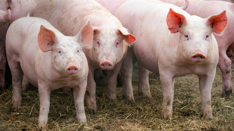 Three pigs face the camera in front of a group of pigs standing on hay