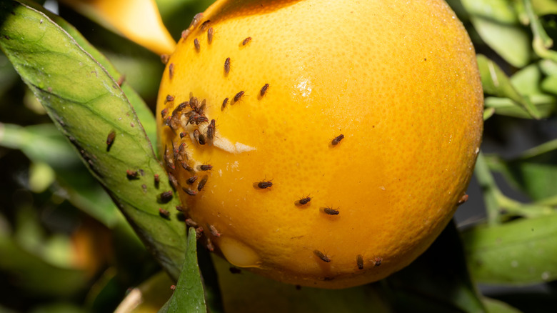 Fruit flies on a lemon