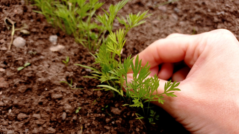 hand pulling up thin carrot seedlings