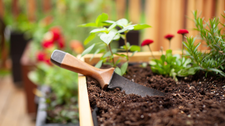 a hori hori knife in a garden