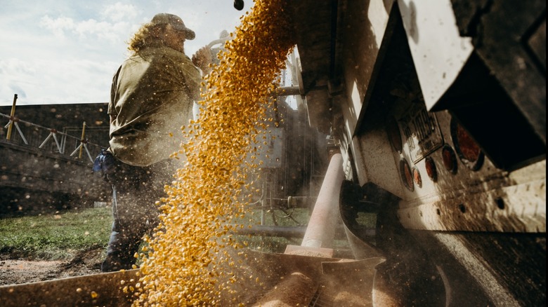 Grain being dumped from a truck to be used for whiskey making