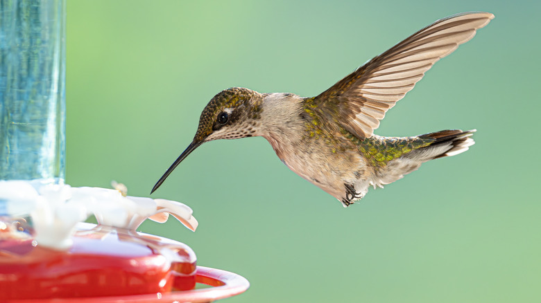 Hummingbird at a feeder