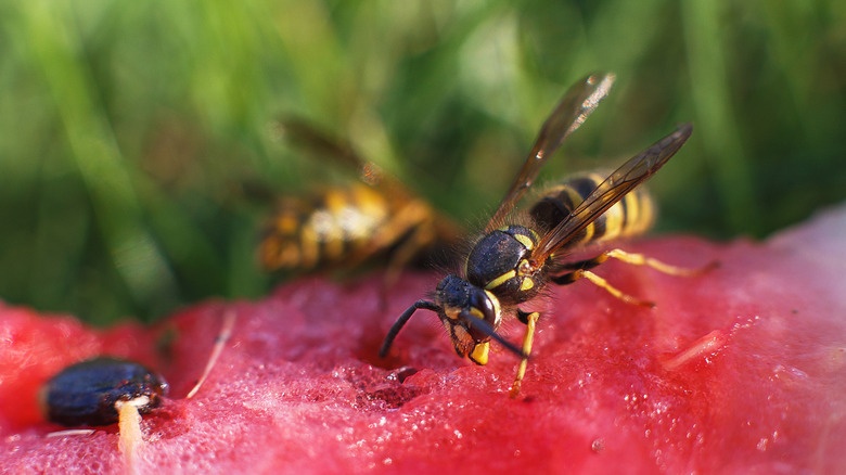 wasp on watermelon