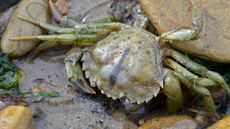 European green crab on rocks near water