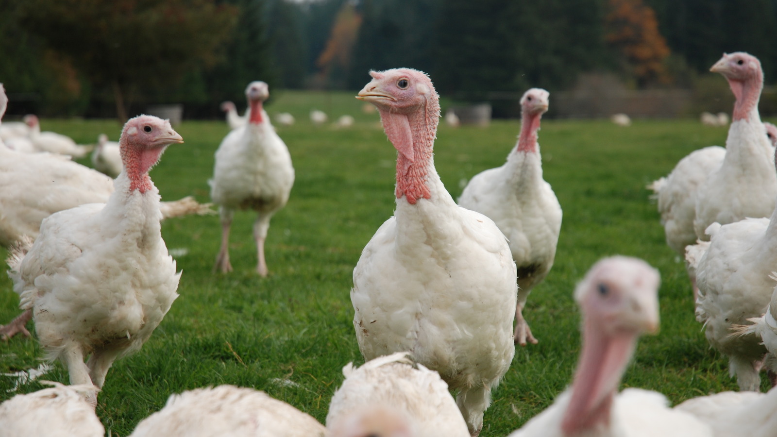 This US State Produces The Most Turkeys, And They Outnumber People 7 To 1