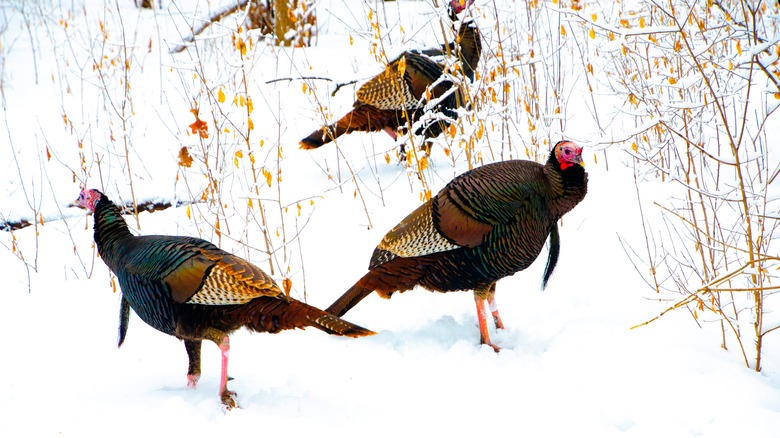 Wild turkeys in snow