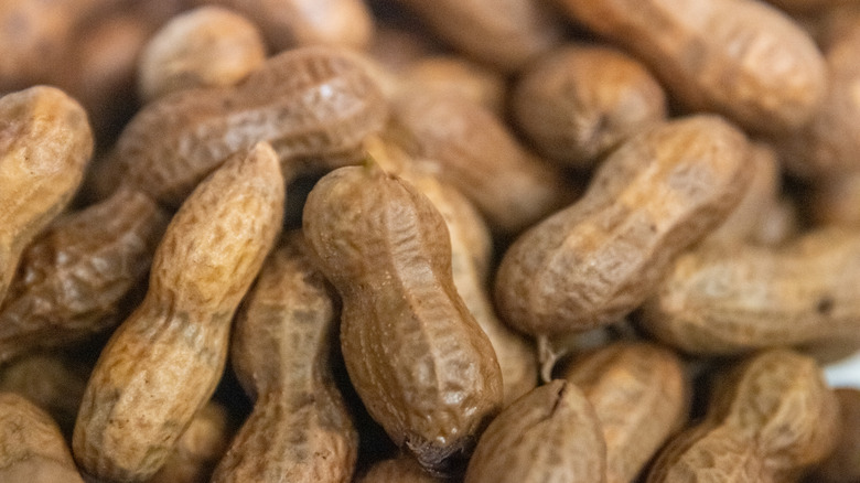 Close up of fresh boiled peanuts
