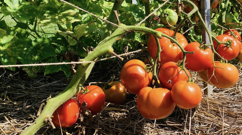 Tomatoes grown with a weave plant technique