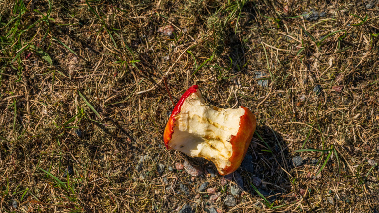 A bitten apple core tossed on the ground