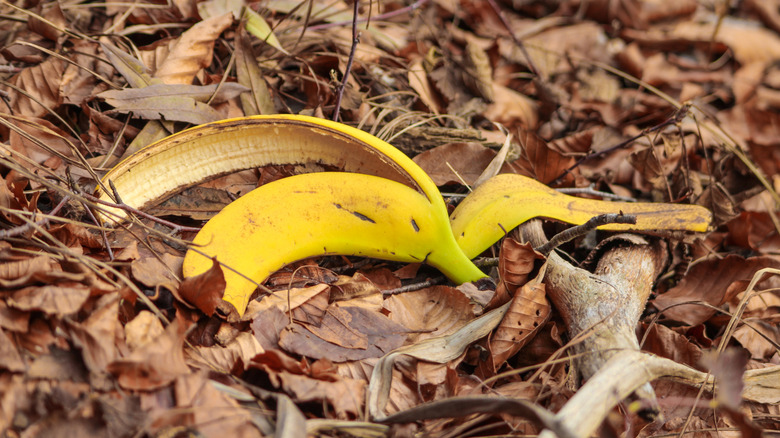 A discarded banana peel on a leafy ground