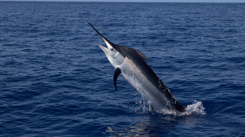 A swordfish leaping out of the ocean.