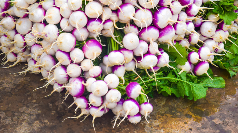 turnip harvest