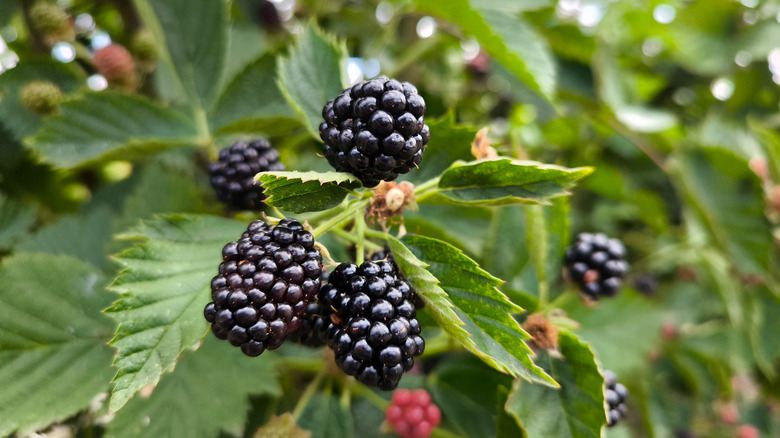 Wild blackberries growing on a blackberry bush.