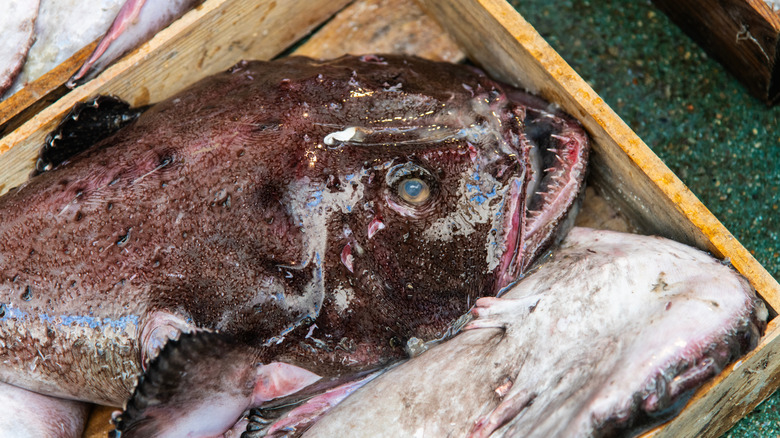 A monkfish in a fish market