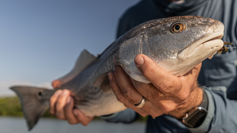 A fisherman holding up a red drum fish