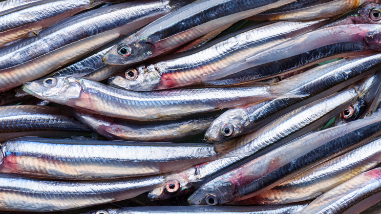 Plate of fresh anchovies