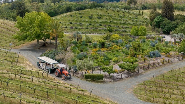 A tractor in a vineyard