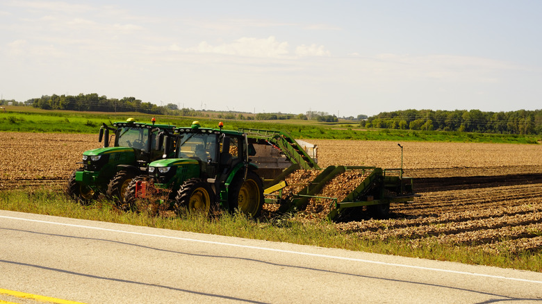 On a sunny day, farmers use two green John Deere tractors to harvest large batches of potatoes on a farm in Wisconsin.