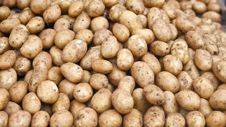 Closeup of large pile of potatoes
