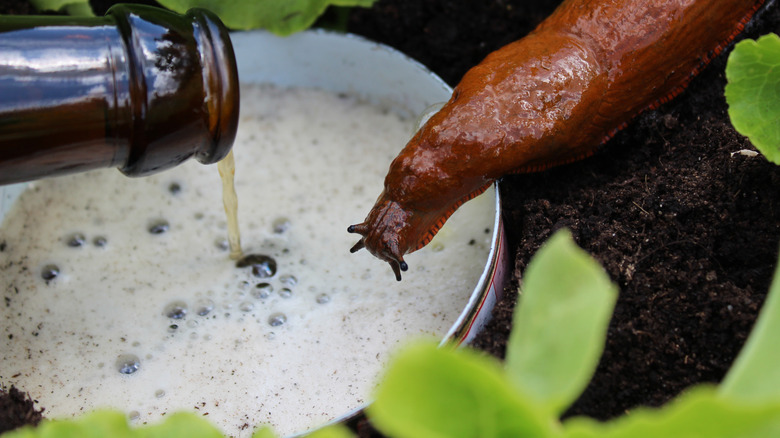 pouring beer into a trap, with a snail smelling it
