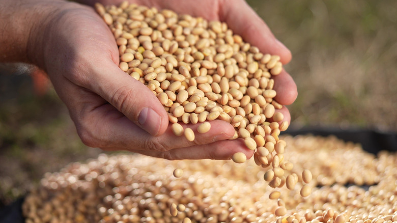 Hands holding dry soy beans