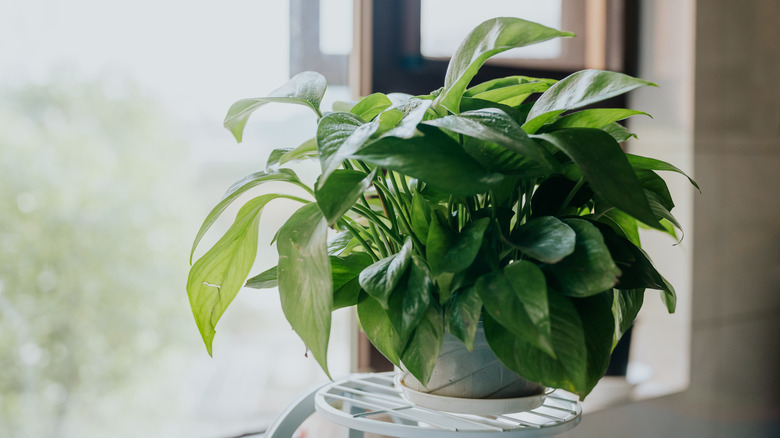 Leafy houseplant on a white stand