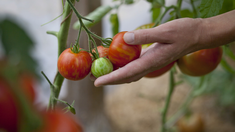 A hand going to pick tomatoes off the vine.