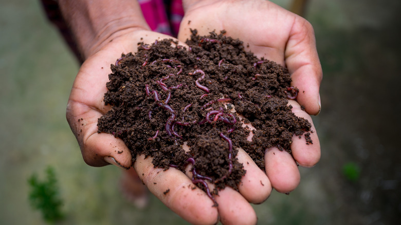 A hand cupping soil full of earthworms