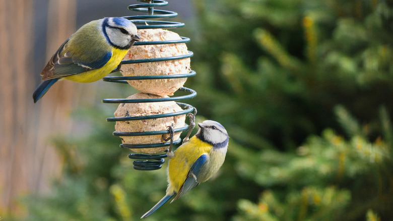 Two birds feeding from a wire bird feeder containing bird feed
