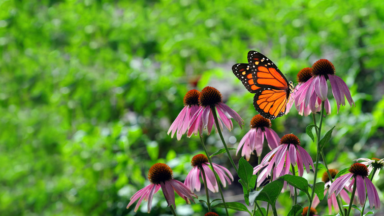 A monarch butterfly perched on some flowers