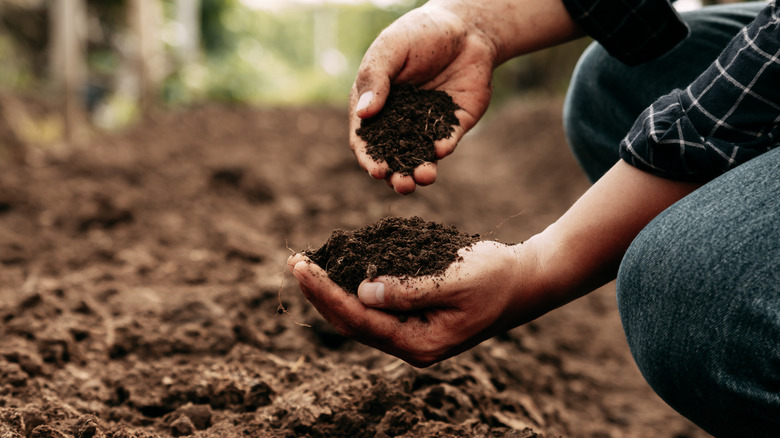 A farmer inspecting garden soil health