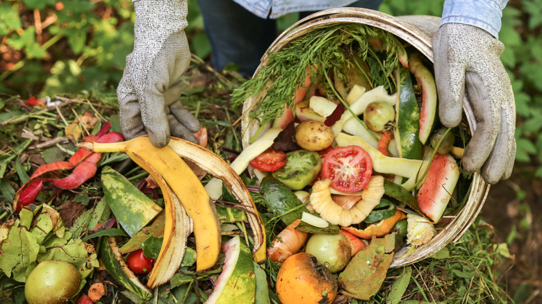A lightly browned banana peel in a garden compost