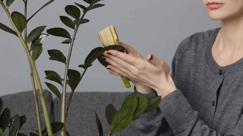 A woman using a banana peel to clean her houseplants