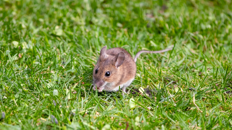 A mouse scuttling through the grass of a garden