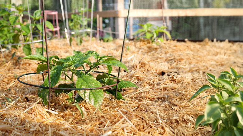 A mixture of mulch covering the soil in a greenhouse