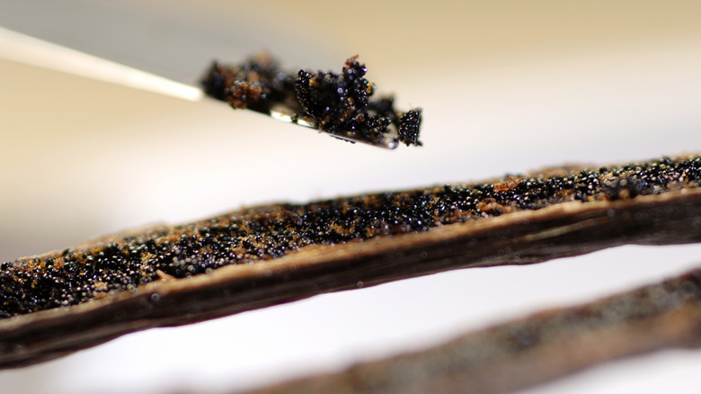 Vanilla bean seed closeup