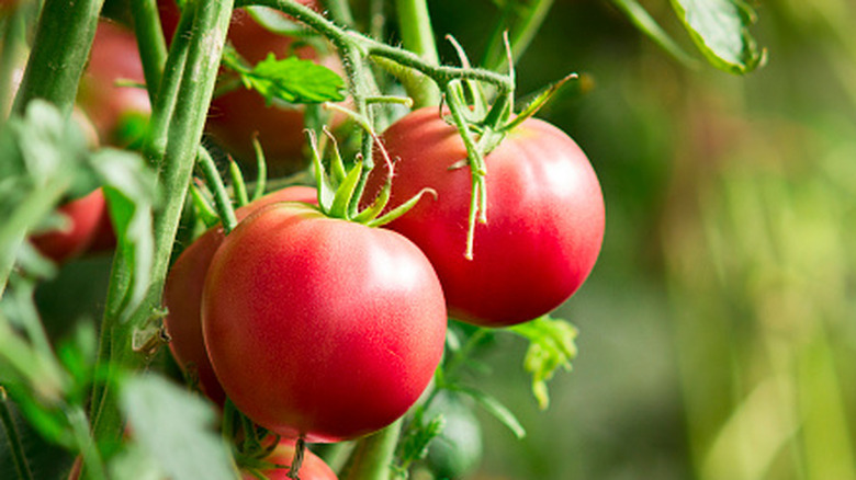 A close up of red tomatoes on a vine.