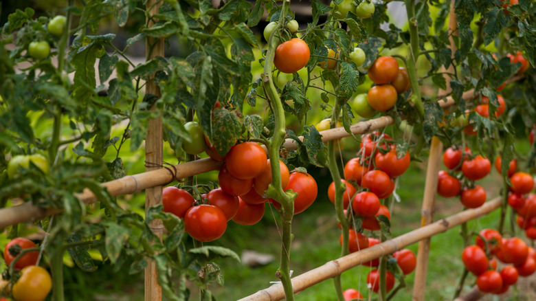 Tomato vines growing up a trellis outdoors.