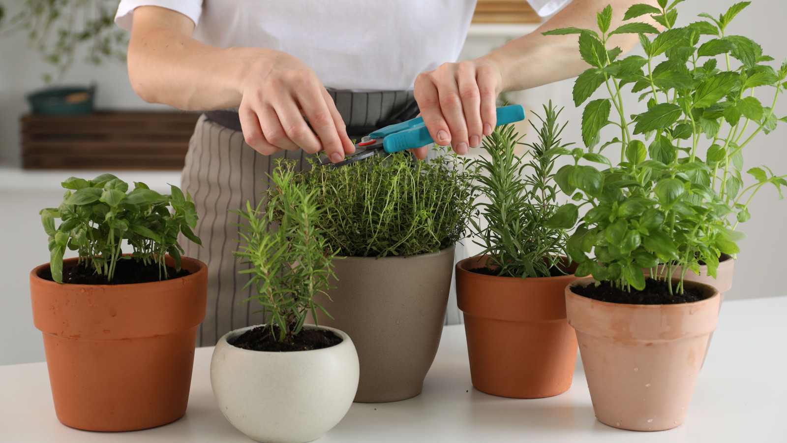 Want An Indoor Herb Garden? Avoid These Rookie Mistakes
