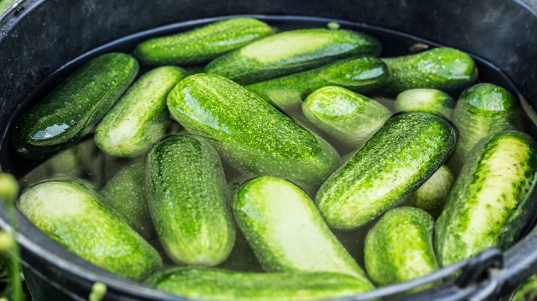 An illustrative image showing cucumbers soaking in ice-cold water.