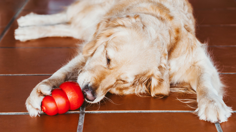 a Golden Retriever licks frozen peanut butter from a red Kong treat toy