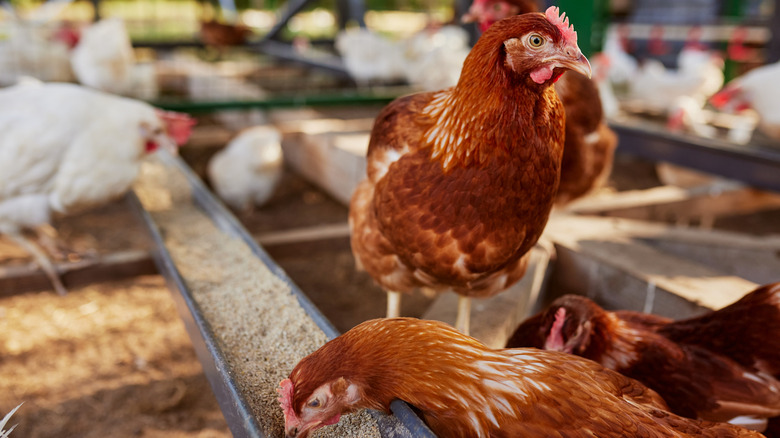 Free-range chickens feeding