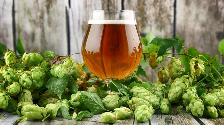 An IPA beer with small head of foam in a glass sits on a table surrounded by hop cones.