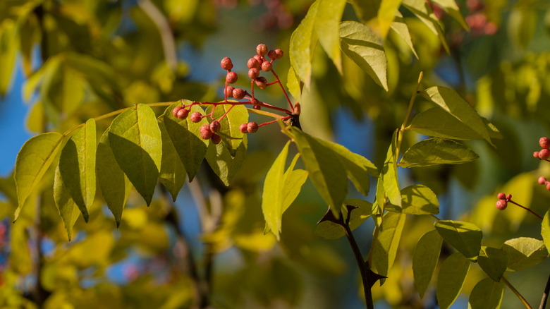 Raw Sichuan berries growing on the prickly ash plant