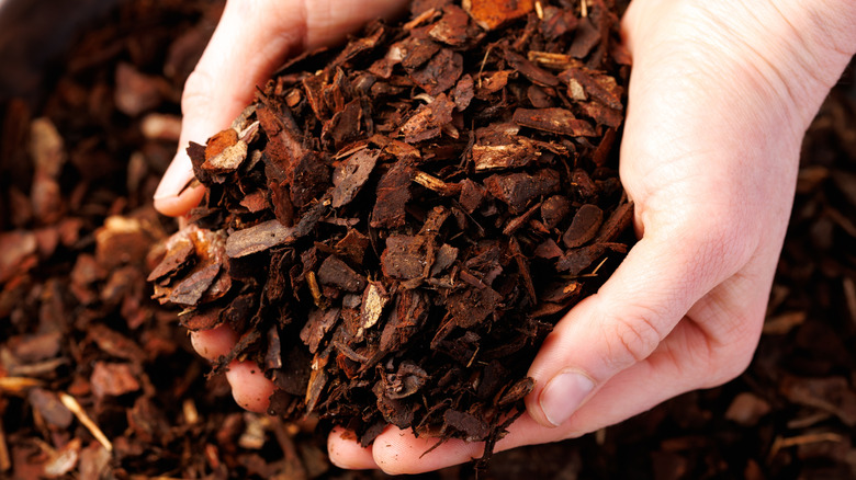 Gardener's hand holding mulch